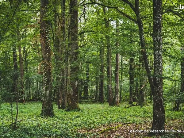 Forêt bois de chênes