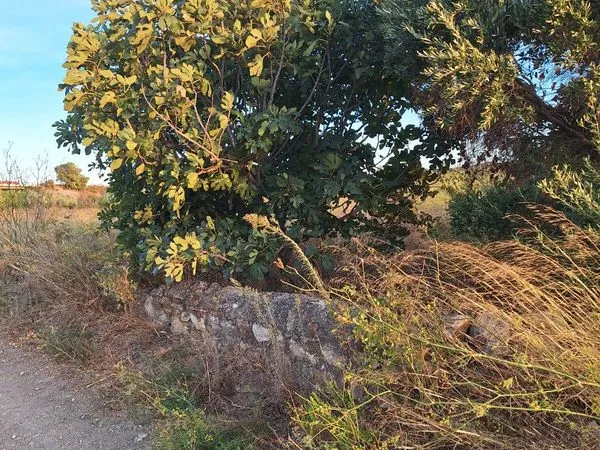 Terrain loisir agricole