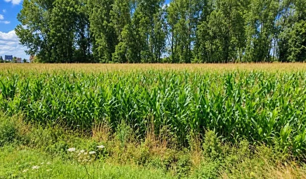 Terrain 590 m²