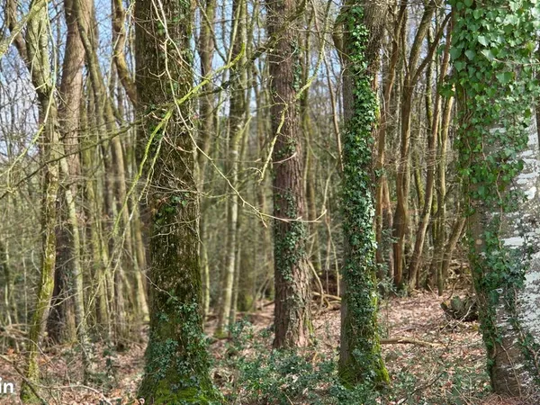 Terrain non constructible avec bois sur pied