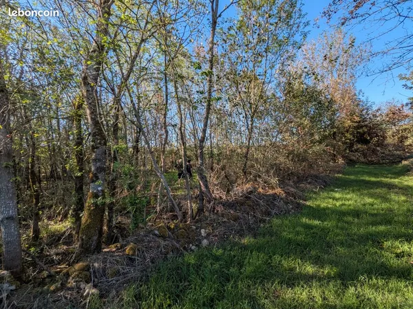 Terrain boisé 1030 m2