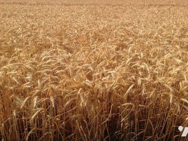 Bien agricole 1350000 m²