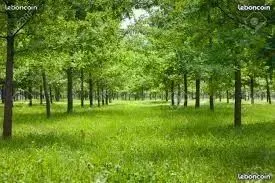 Terrain animaux