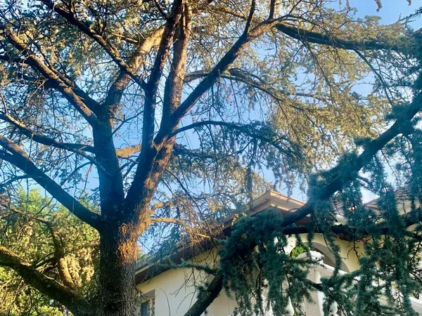 Grande Propriété Ecully, Terrains et jardin