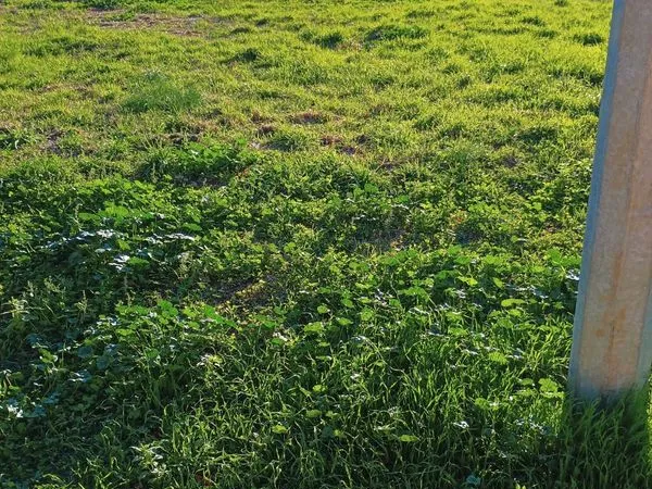 Terrain de 7000-8000 m² pour animaux