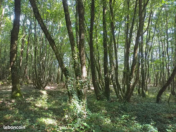 Un lot de terrains boisés