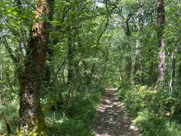 forets de feuillus
