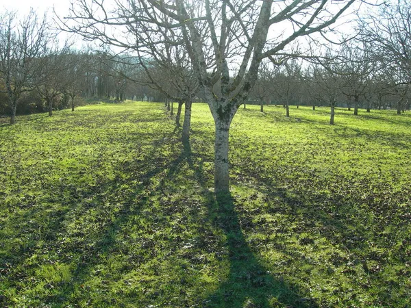 Terrain constructible Meyronne (Lot)
