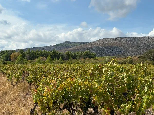 Bien agricole et foncier Vente Opoul-Périllos 3500m² 4000€