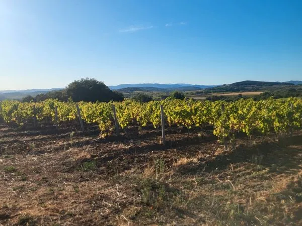 Terrain agricole