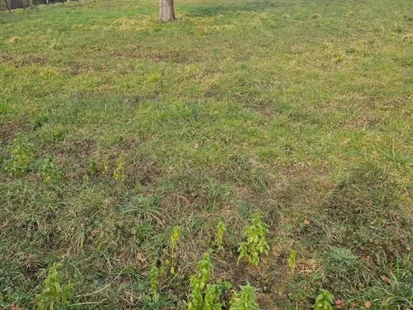Terrain 2100 m²