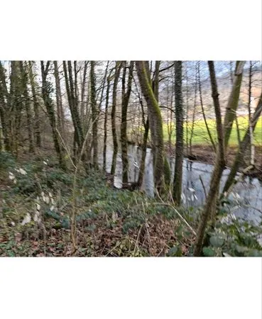400m2 taillis bois terrain vague vic sur cere 15800 NC au bord de la rivière la Cere