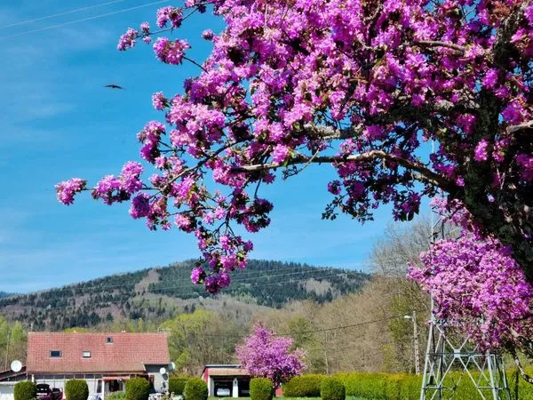 Grande propriété maison 170m2 + terrain 3 hectares au pied du ballon d'alsace