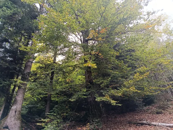 Route forestière de Chilimont.