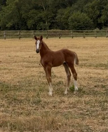 Pension pour chevaux