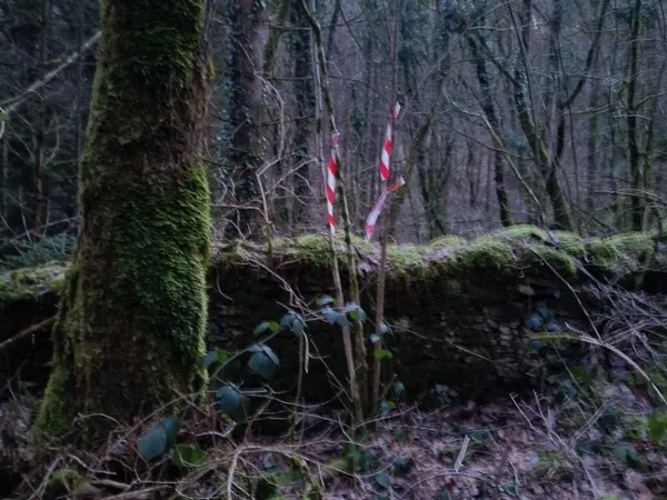 Terrain forestier - 6 175 m² - Granges-de-Vaivre Mouchard (Jura)