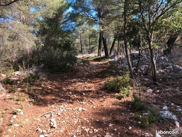 Terrains en pinede