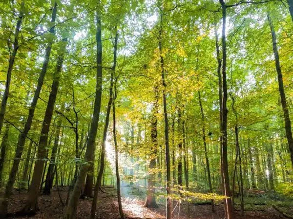 Terrain de forêt