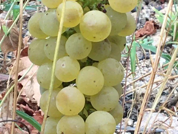 Vignes AOC Bourgogne Blanc, Fleurie, Moulin à vent