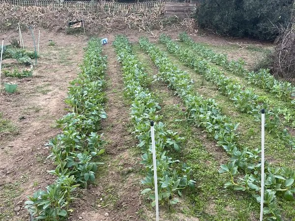 Terrain agricole avec oliviers Colline de sève