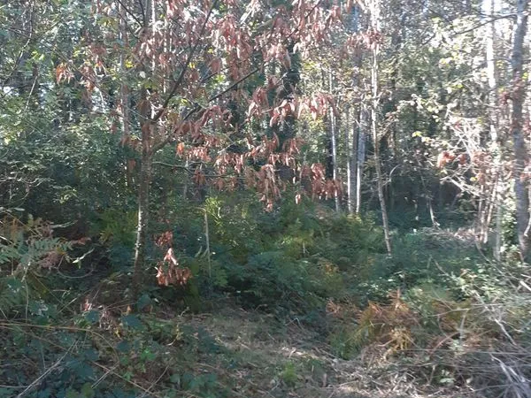 Terrain de loisirs