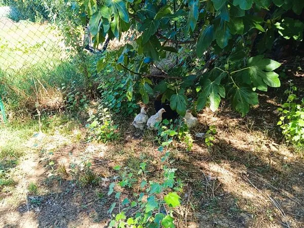 Jardin location
