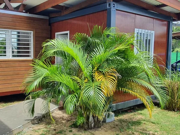 Bureau et espace de travail Location Saint-Laurent-du-Maroni  18m² 570€
