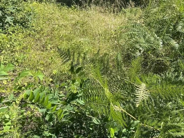 Terrain 600 m² Audenge