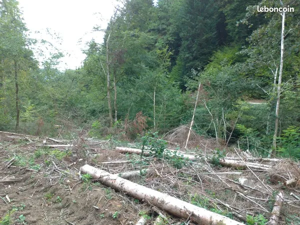 Location ou vente terrain osier