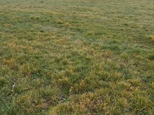 Terrain à bâtir