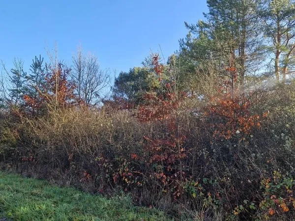 Terrain 9590 m²