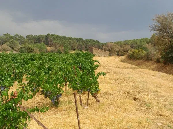 Bien agricole et foncier Vente Laure-Minervois  19888m² 15000€