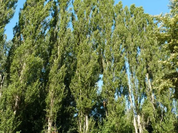 Terrain avec peupliers
