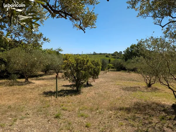 Terrain de loisirs avec oliviers