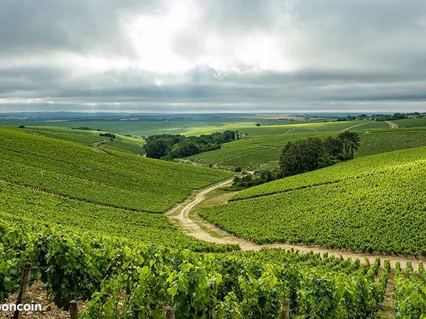 Vigne aoc chablis