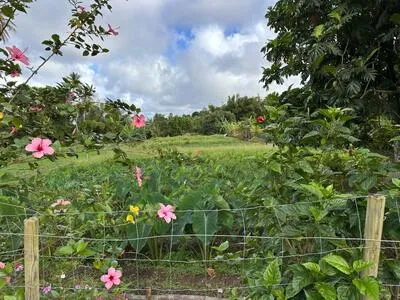 Basse-Pointe (97218), Beau terrain plat de 3251 m2