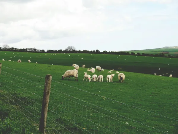 Clochettes de moutons : la Cour de cassation confirme le trouble manifestement illicite, malgré la présence de chiens de protection