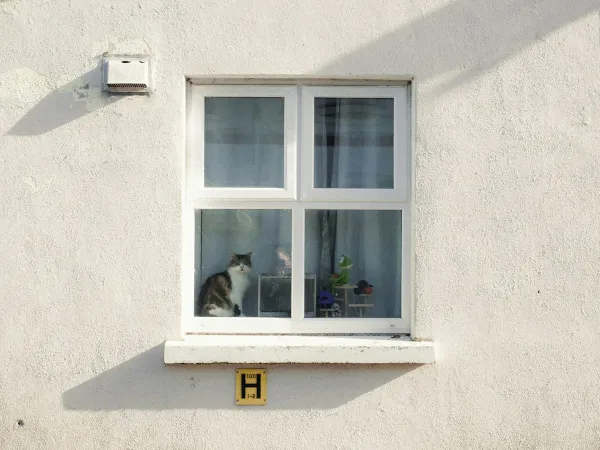 Animaux de compagnie en location : le bail peut-il les interdire ? Article 10 de la loi de 1970, chiens de première catégorie, copropriété et troubles — le guide 2026