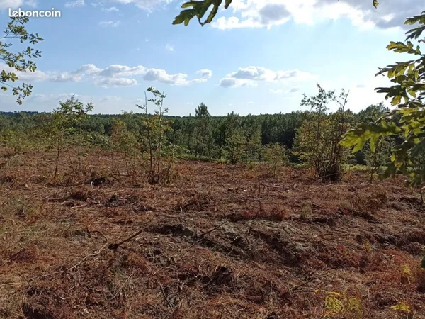 Parcelle de bois