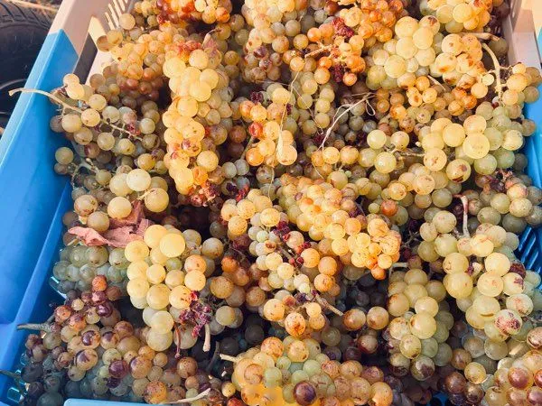 Vignes et terres bio