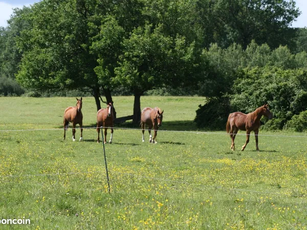 Terrain agricole chevaux
