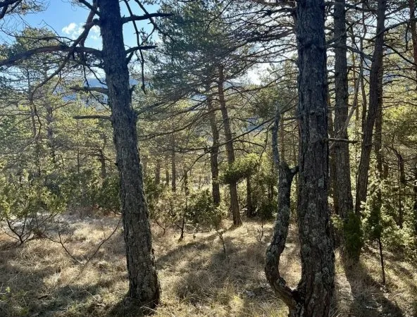 Terrain 2500 m²