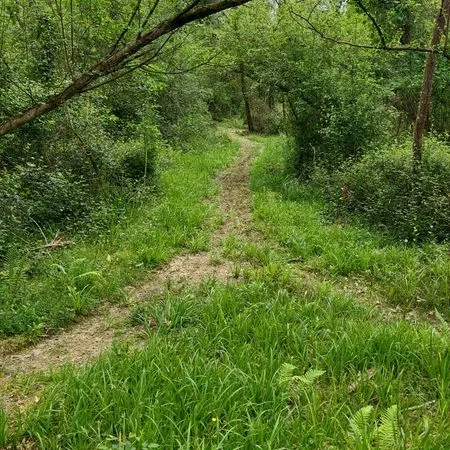 Terrain boisé