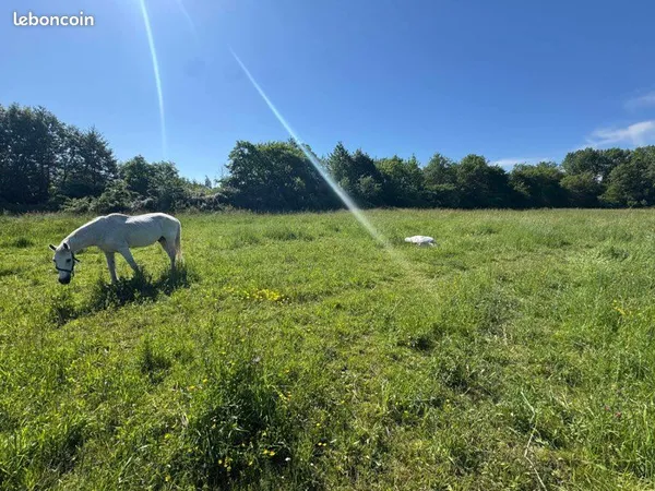 Terrain de loisir, près chevaux ou autres