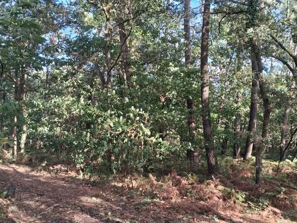 Terrain boisé