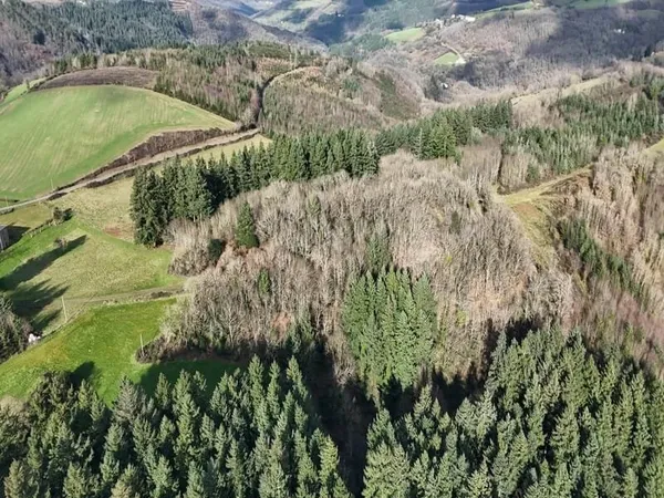 Forêt De Production Résineuse