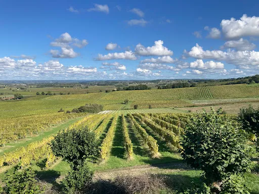 Vignoble 110000 m²