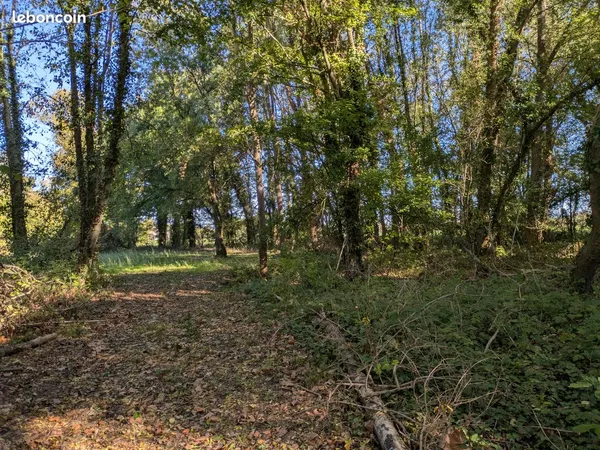 Terrain boisé