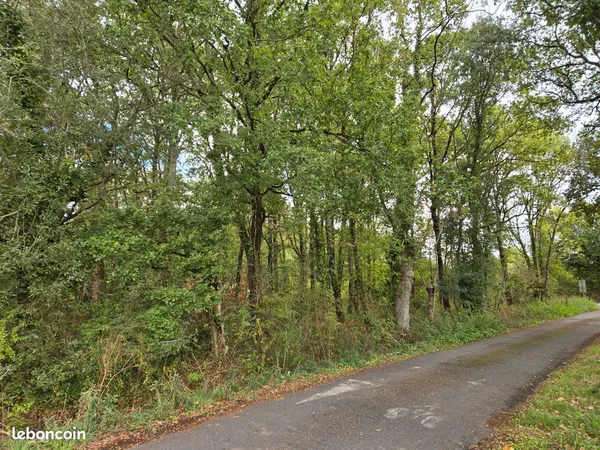 Terrain boisé