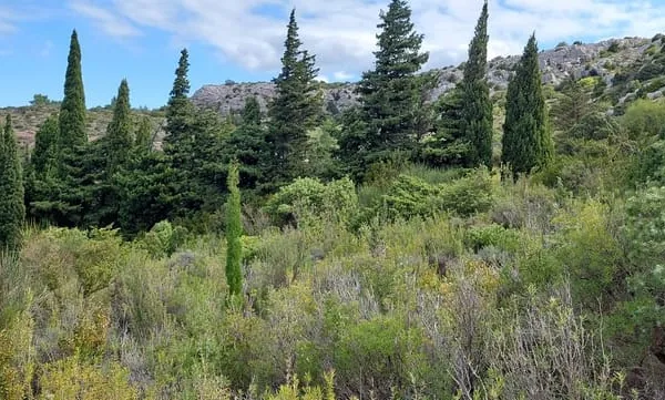 Treilles Proche - Joli terrain 7500m2